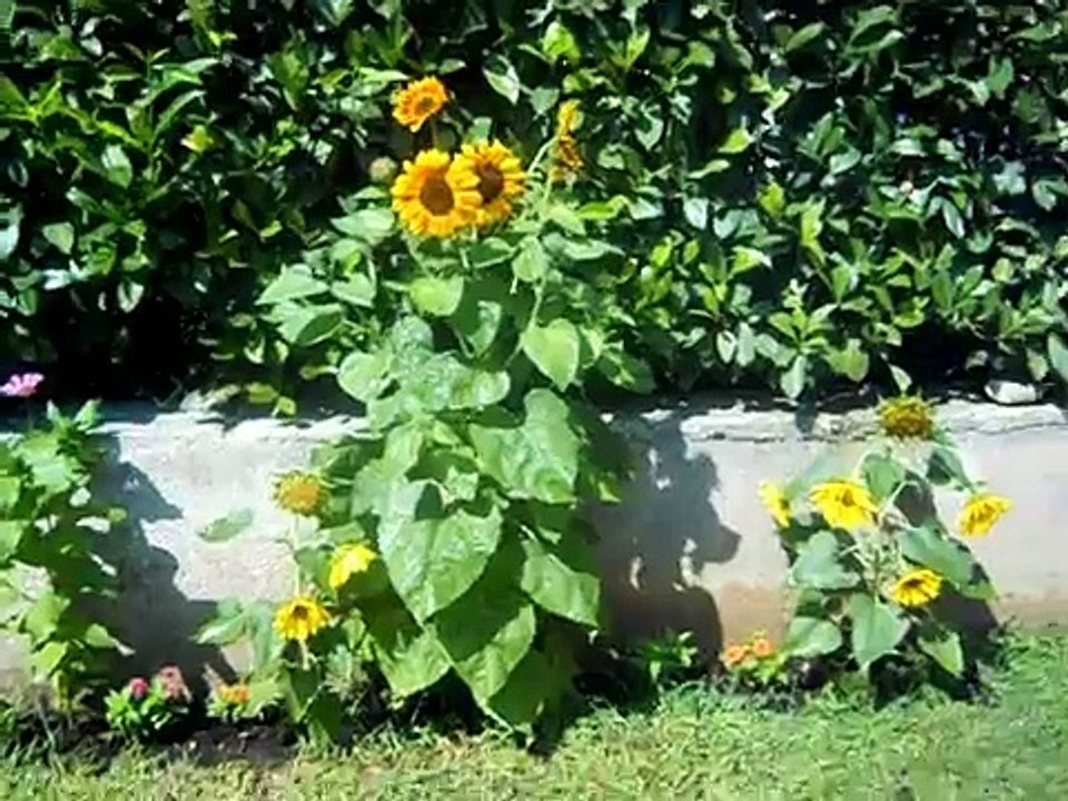 FERRAGOSTO 2012 VIDEO 6