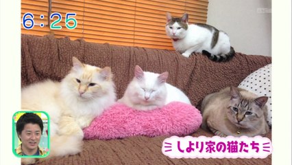 猫ブーム　ねこのみくす