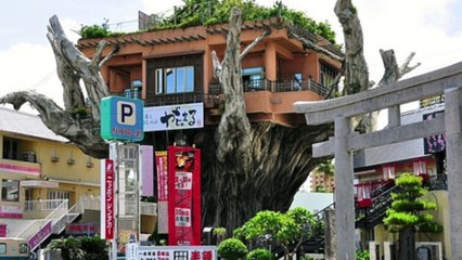 Gajumaru. Ресторан на дереве