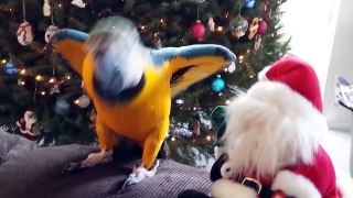 Best of December 2015 Cute and Funny Animals