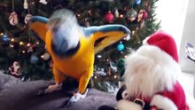 Best of December 2015 Cute and Funny Animals