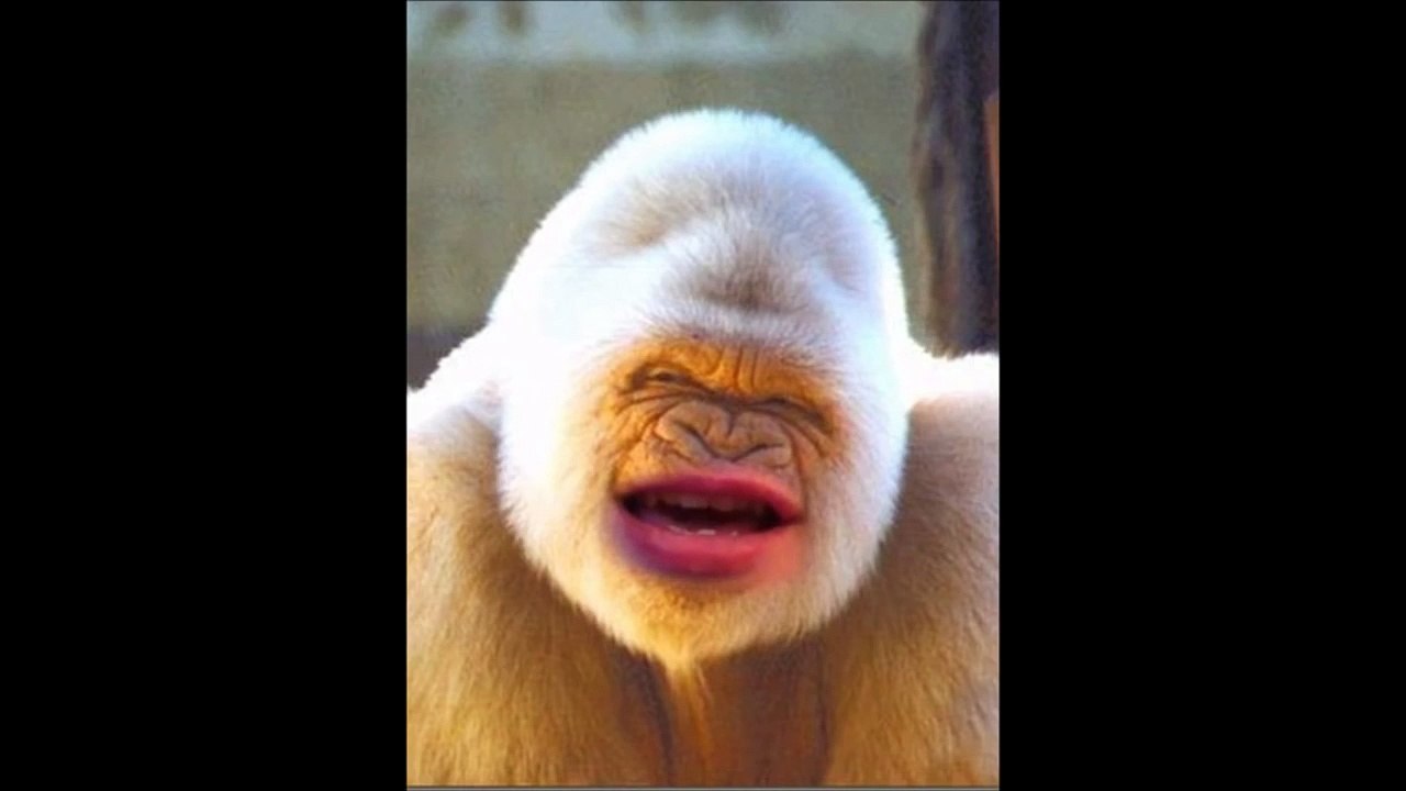 Funny animals and people 2