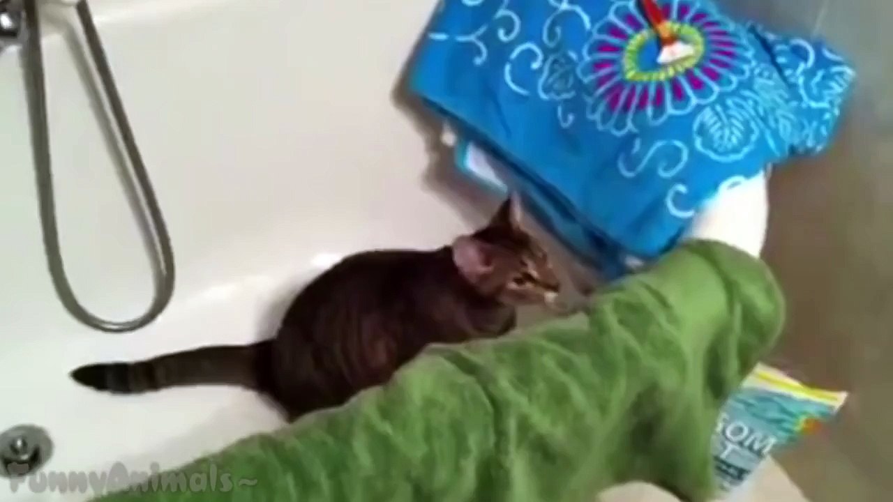 Funny Videos Of Funny Animals Compilation NEW HD
