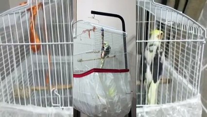 Fanatik Papağan Carlos: Kartal gol gol