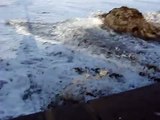 Ocean Beach Pier High Surf & Monster Wave