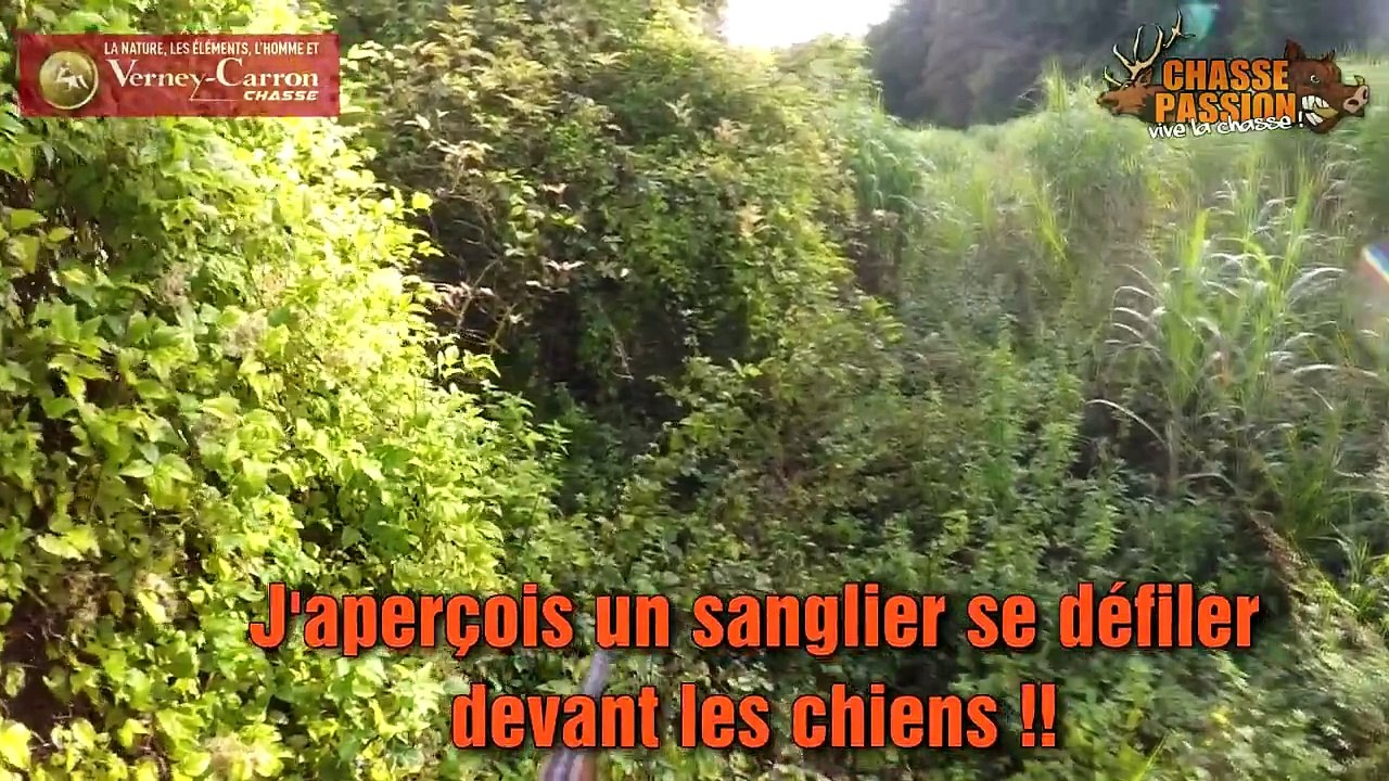 Chasse au sanglier 2016 - Grandes battues