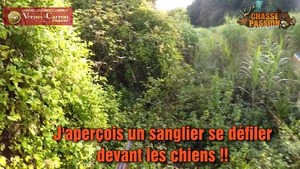 Chasse au sanglier 2016 - Grandes battues