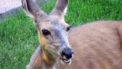 Funny Animals Chewing on Stuff