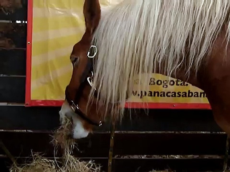 A big Horse Caballo grande Cheval grand