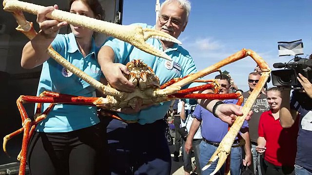 5 САМЫХ ГИГАНТСКИХ ЖИВОТНЫХ В МИРЕ! САМЫЕ БОЛЬШИЕ ЖИВОТНЫЕ ПЛАНЕТЫ!