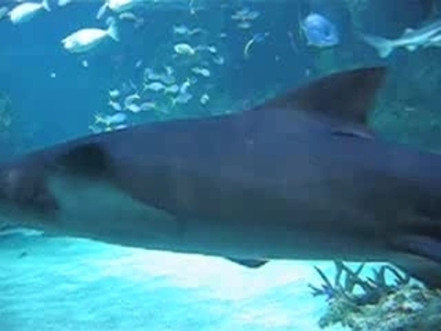 ⁣Aquarium Sydney