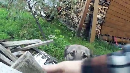 жуткая смерть крысы