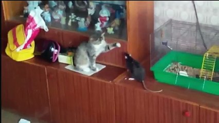 Кошка против крысы