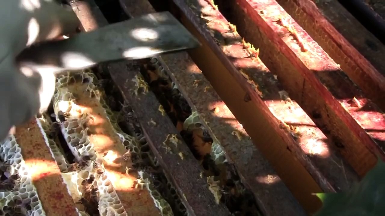 Tricks to get honey off bees!