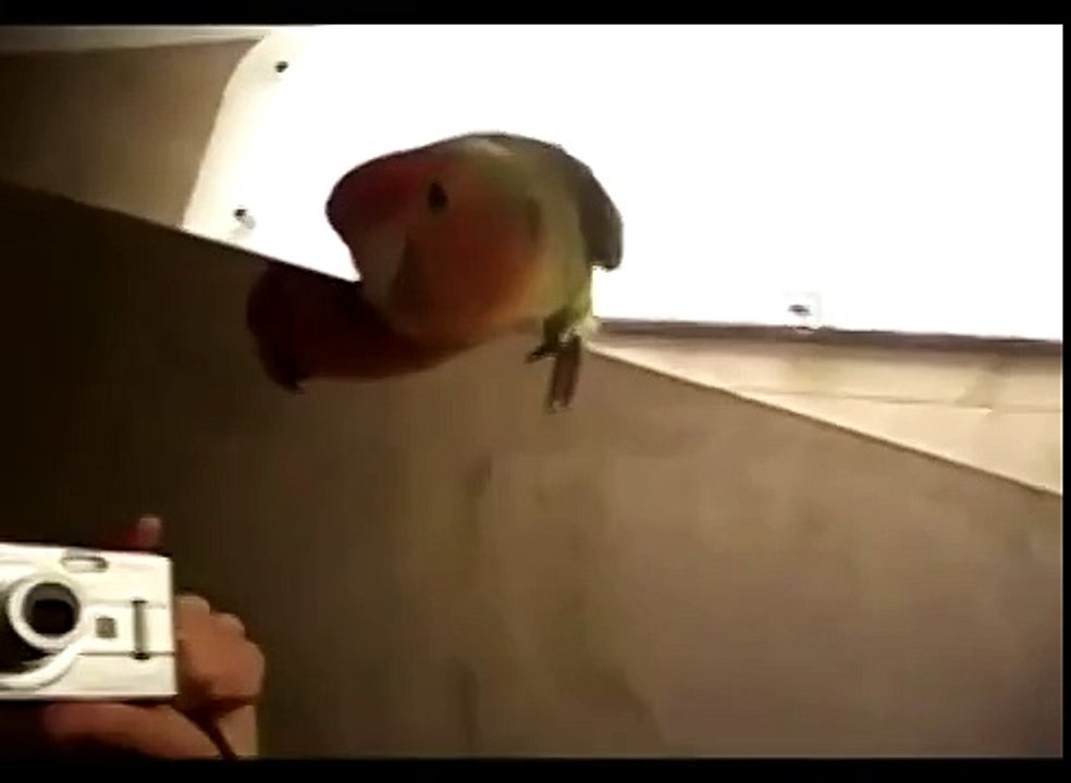 Попугай беспредельщик