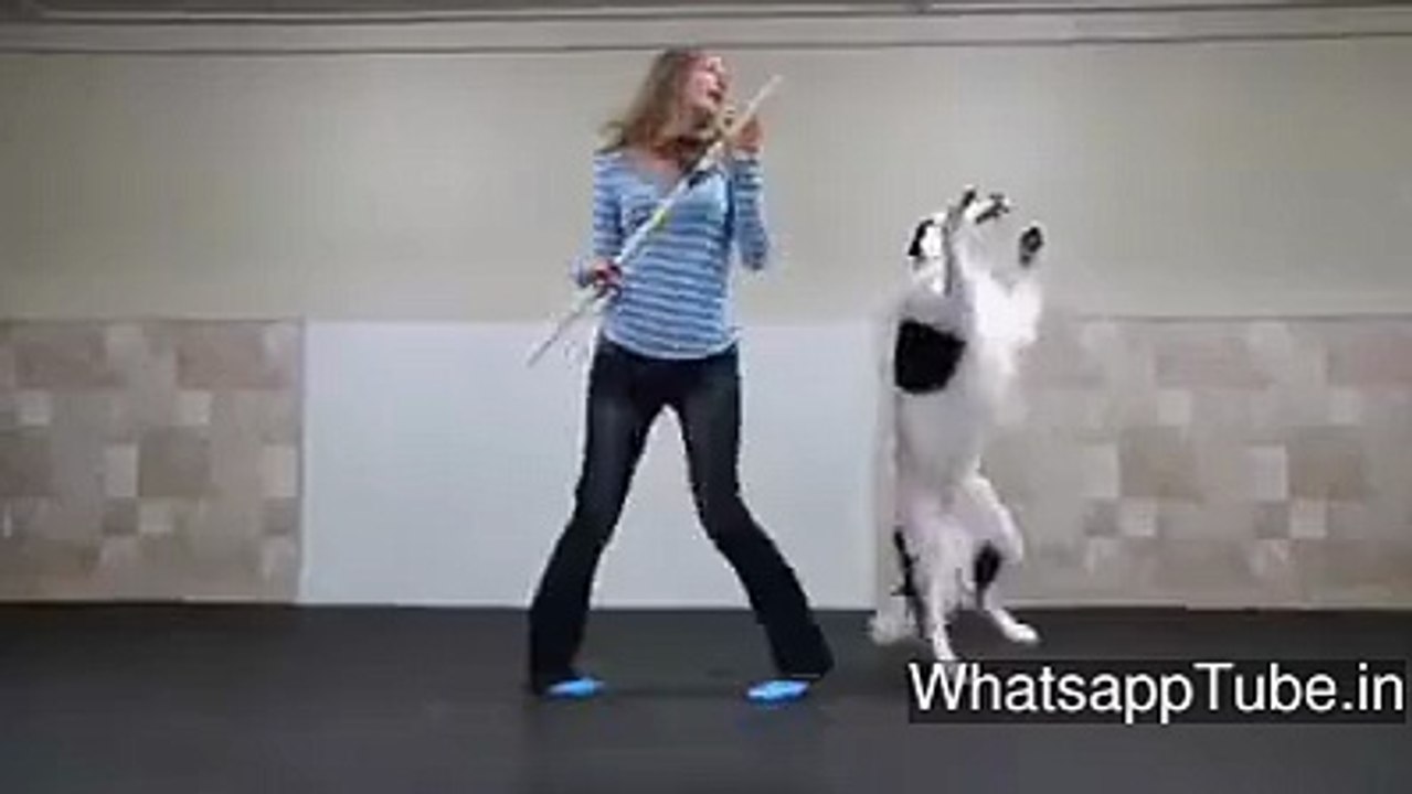 Fantastic doge dance