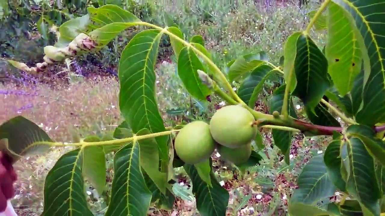 Ceviz Fidanı Dikimi Nasıl Yapılır, Fidan Gelişim sorunları Çözümü
