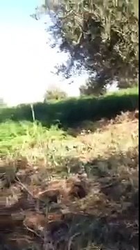 شوهة اللي عندو شي بنت إيربها شوفو فين وصلنا