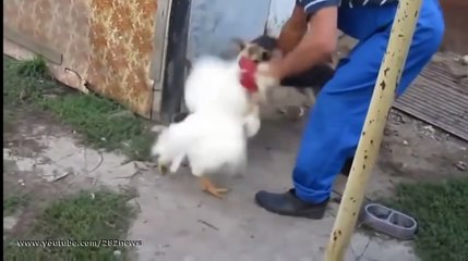 Бешеный петух против собаки