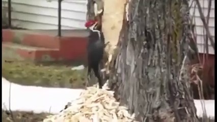 Дятел сошел с ума!