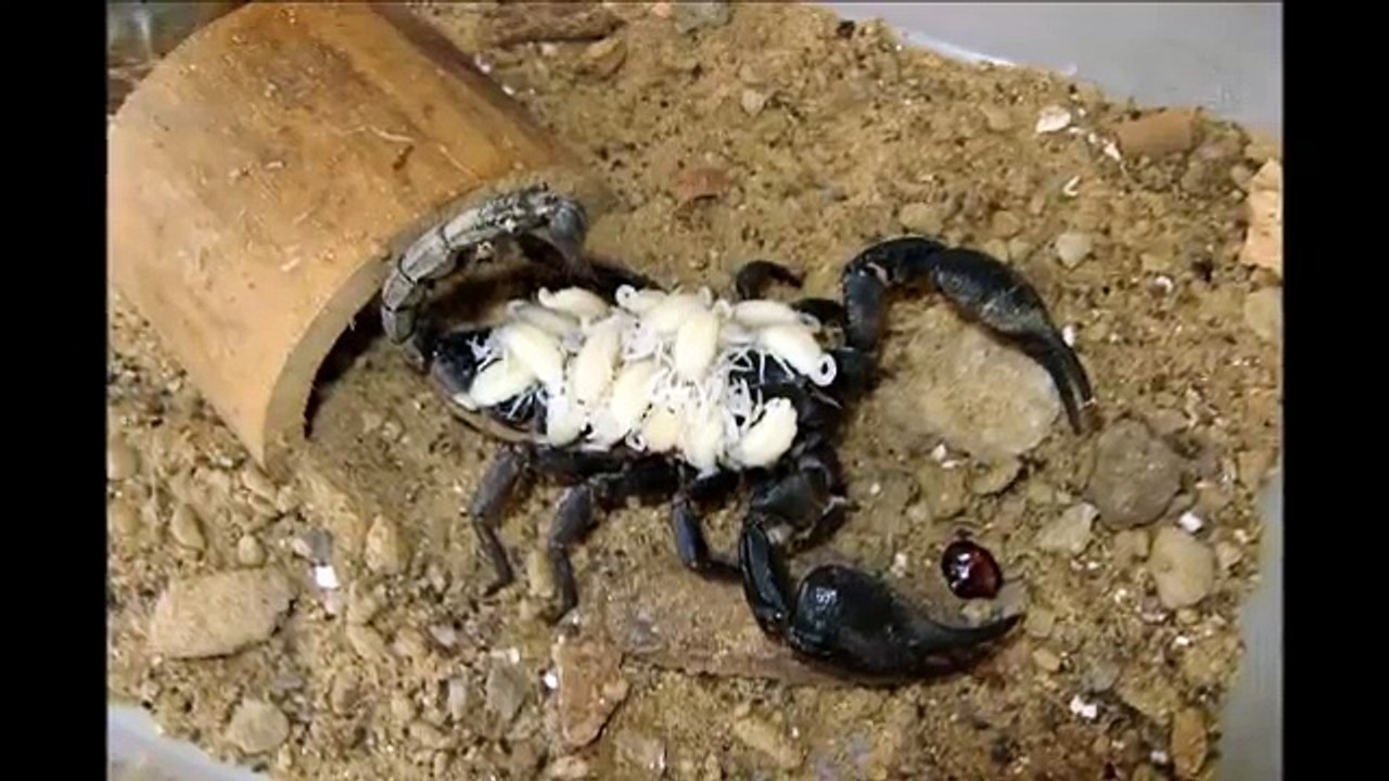 Giant Scorpion
