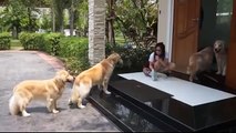 Highly trained dogs queue up on porch to have paws cleaned