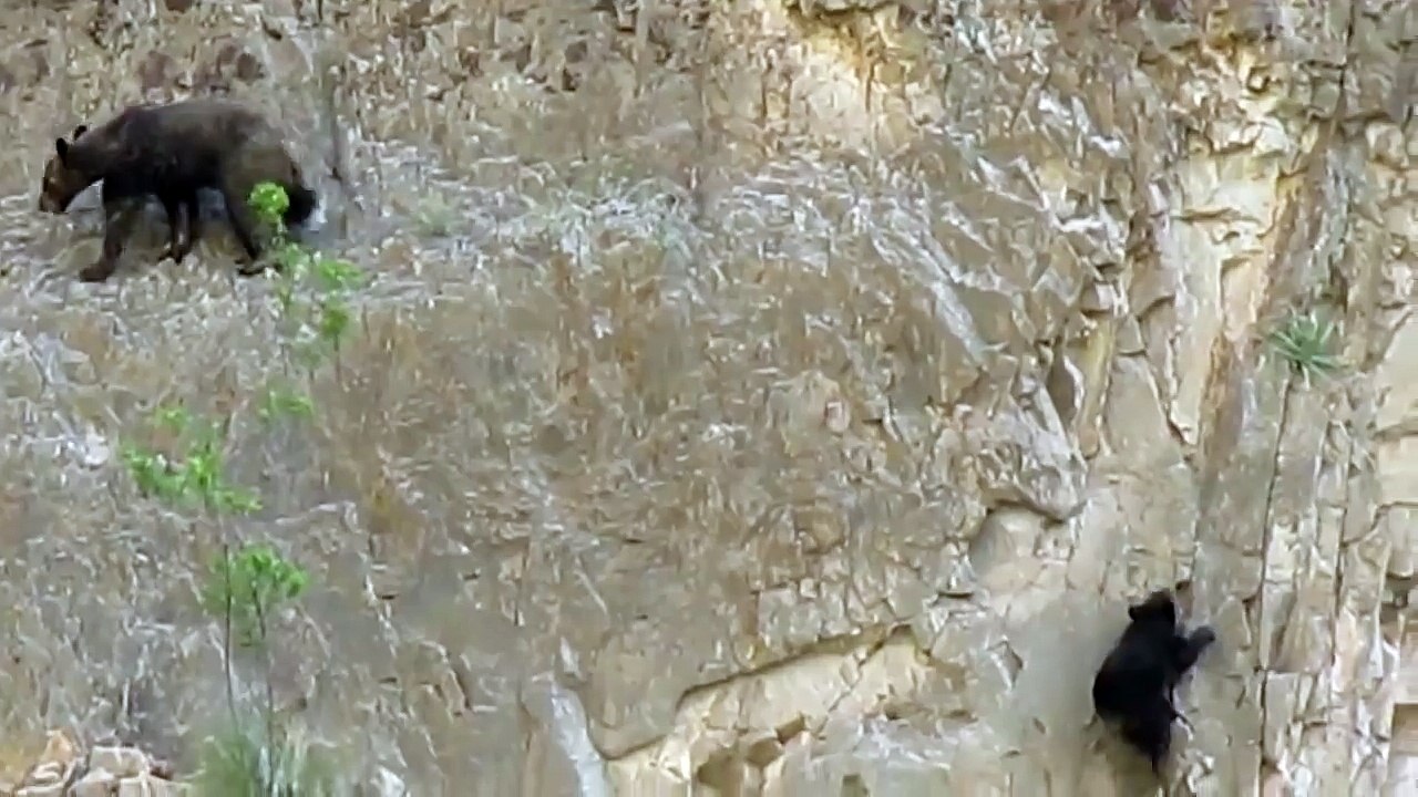 Медведи лазают по скале!