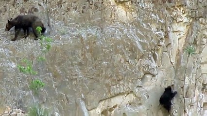 Медведи лазают по скале!