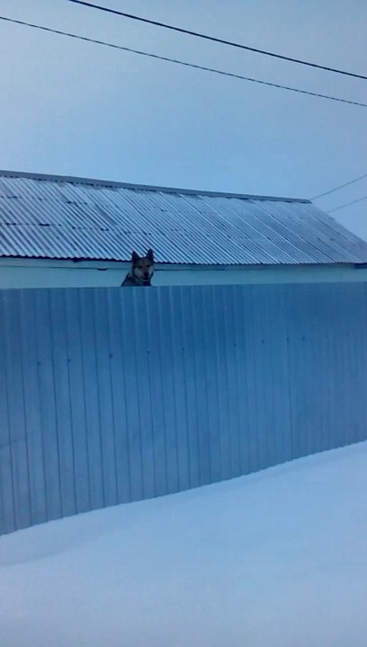 Dog On A Trampoline
