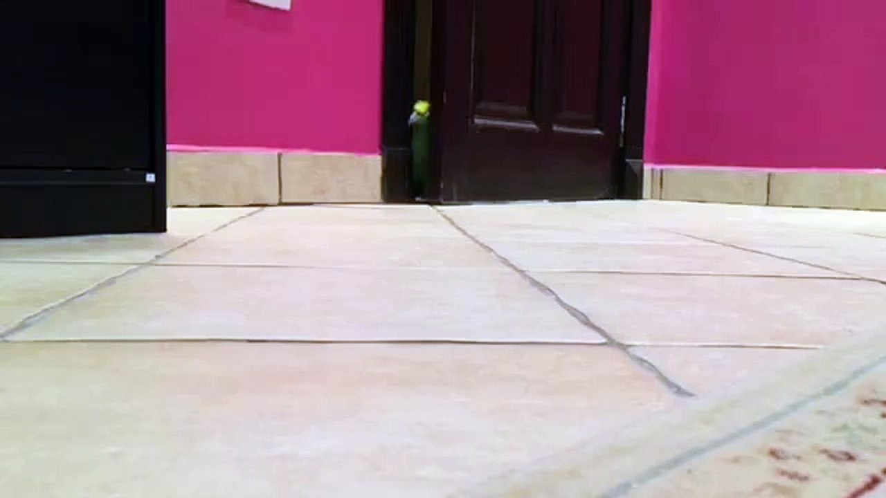 Laughing Parrot! LOL