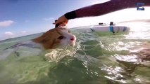 Este gatinho cego de um olho adora surfar