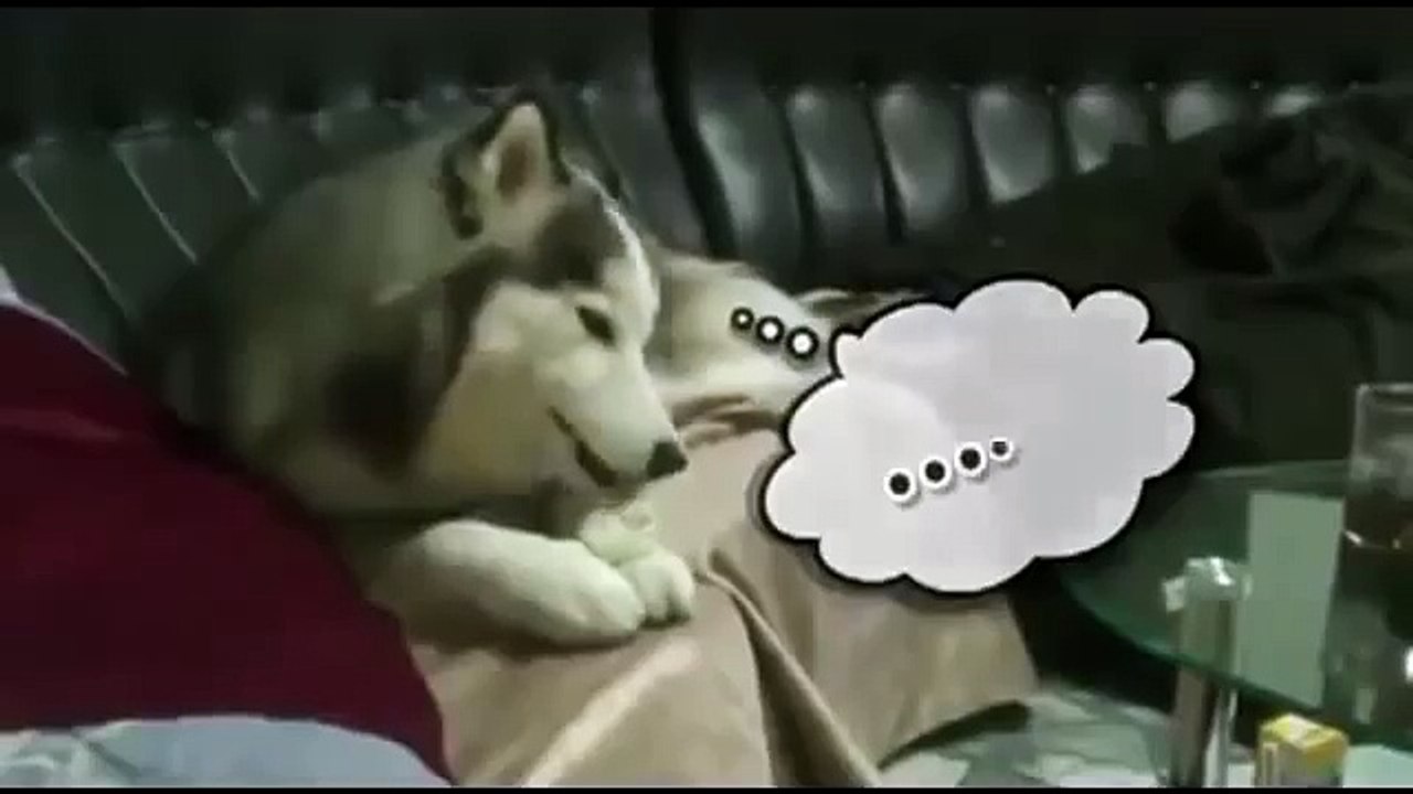 Собака психует из-за исскусственной кости