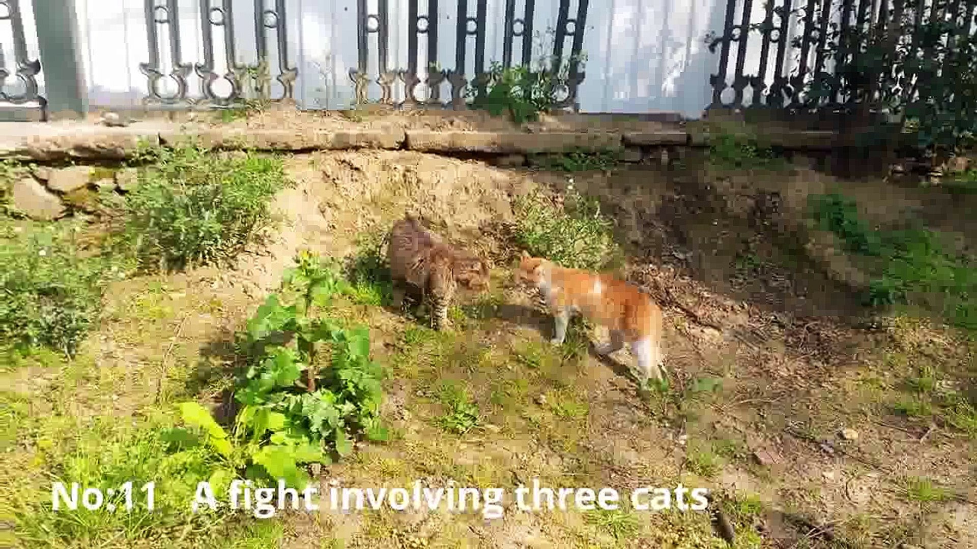 Funny Cats, Funny cat videos 2016