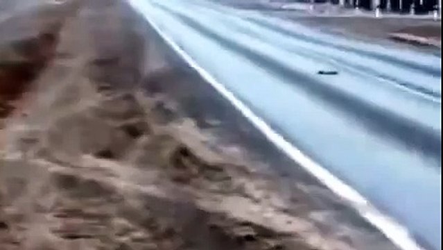 Собака бросилась под авто, спасая своего щенка