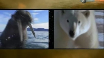 Звериные баталии 05. Белый медведь против моржа