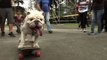 Bulldog skateboards towards extreme sports title