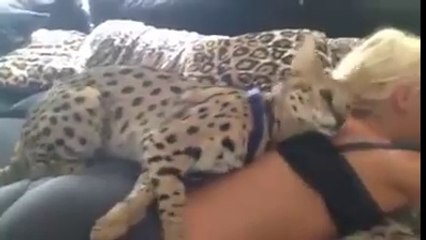 Un chat Bengal magnifique... Et sa maitresse aussi!