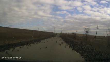 Descargar video: Des milliers d'oiseaux recouvrent une route en russie. Terrifiant