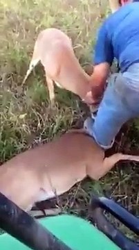 Héro du jour, un homme vient en aide à 2 cerfs coincés l'un dans l'autre