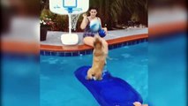 Des animaux de compagnie très bon en basket-ball - compilation