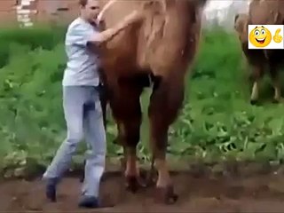 ШОК!!! КЛИЧКО лезет на верблюда ,фатальное катание