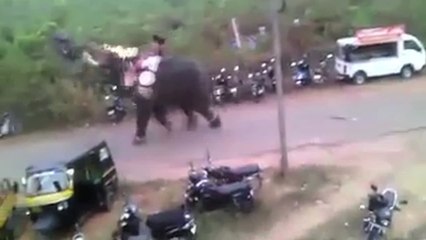 Elephant Throws Motorcycles and Crushes Cars During Holy Festival Rampage