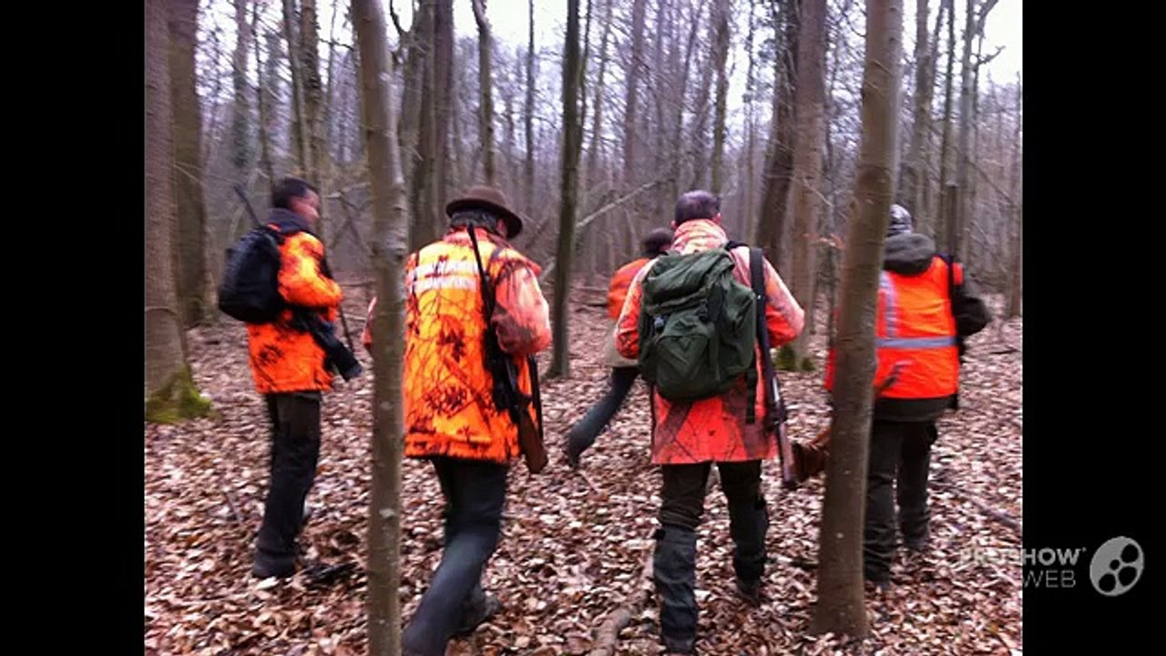 Une battue aux sangliers au Neuhof à Strasbourg