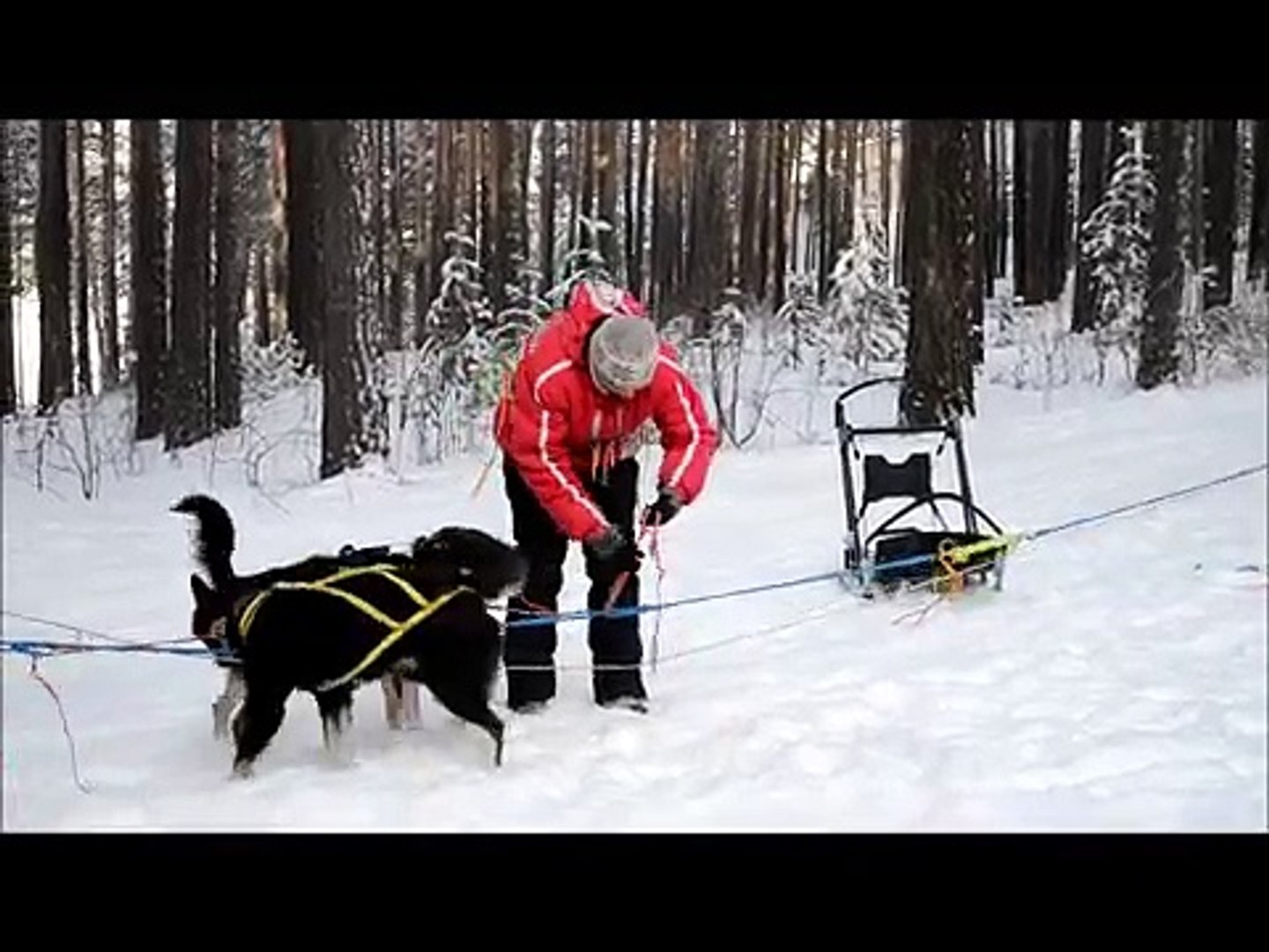 Эх, прокачу! Ездовой спорт