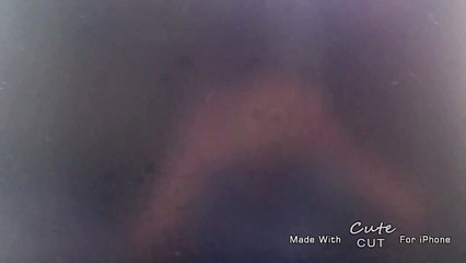 Nickjr Productions (Reversed)