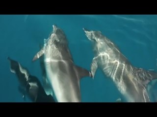 Mari 'Berburu' Lumba lumba di Perairan Indonesia