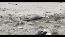 Amazing moment seal gives birth in the middle of beach