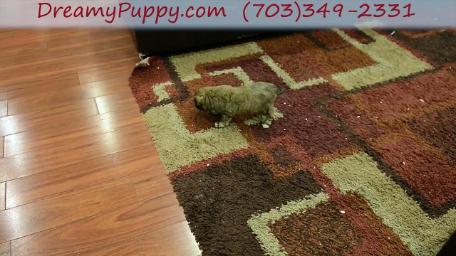 Dreamy Puppy Yorkiechon Boy! - A charming Little Yorkiechon Boy Chantilly & Fredericksburg