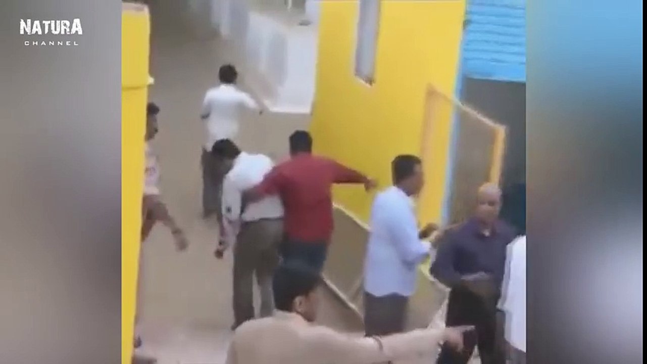 Ataque de leopardos a humanos -- Leopards attack