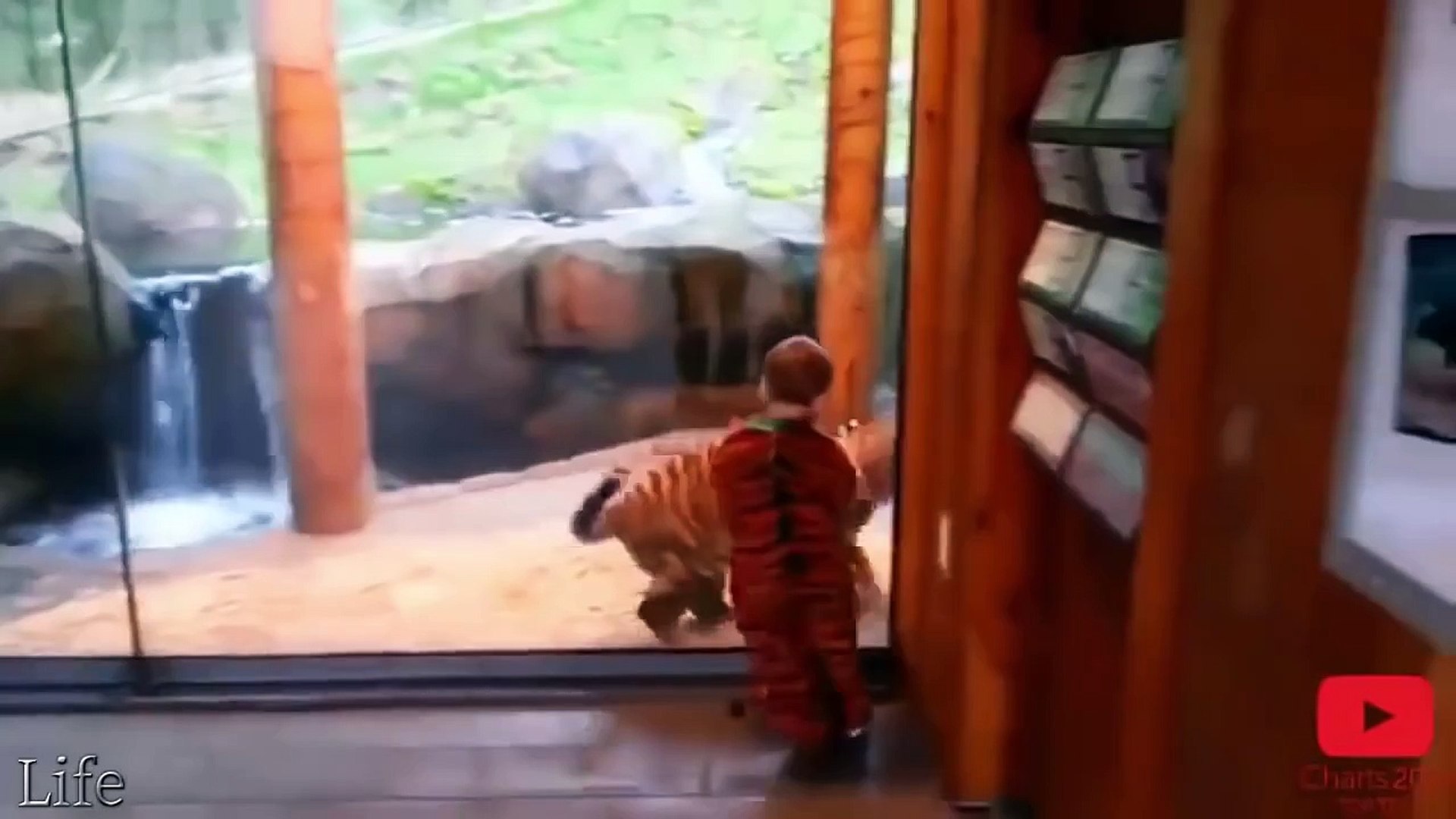 ⁣Funny zoo animals - Funny animals videos